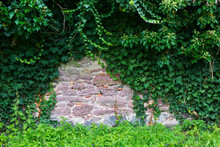 Stone Wall With Ivy (Hedera Helix), Hesse, Germany