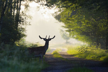 Silhouette Of Male Fallow Deer (Cervus Dama) In Misty Forest, Hesse, Germany