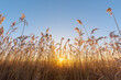 © Designpics - Reeds at Sunrise in Winter, Hesse, Germany