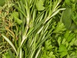Leinwandbild Motiv Fresh Bunch of Mixed Herbs