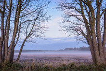 Bare Trees And Misty Meadow In Autumn At Dawn In Hesse, Germany