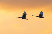 Two Mute Swans (Cygnus Olor) Flying In Sky At Sunset, Germany