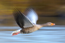 Close-up Of Greylag Goose (Anser Anser) Flying Over Water In Blurred Motion, Germany