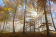 © Designpics - Sunbeams in European Beech (Fagus sylvatica) Forest in Autumn, Spessart, Bavaria, Germany