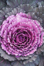 Close-Up Of Red Cabbage