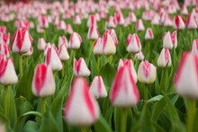 Field Of Tulips, Brookside Gardens, Wheaton Regional Park, Maryland, USA