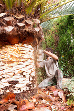 Man Peeling Palm Tree With Chainsaw, Majorca, Spain