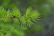 Young green branch of larch Close up. spring growing season. fresh fluffy larch.