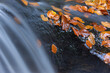 © Designpics - Close-Up of Autumn Leaves on Rock in Flowing Stream, Bavarian Forest National Park, Bavaria, Germany