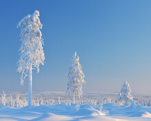 Snow Covered Trees, Nissi, Northern Ostrobothnia, Finland