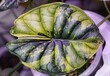 Stunning yellow and green marbled leaf of Alocasia Dragon Scale variegated