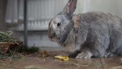 Wall Mural - Funny bunny rabbit eating dry apple close up.