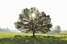 Oak Tree With Sun, Vogelsbergkreis, Hesse, Germany