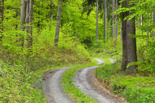 Winding Gravel Road In Forest In Spring, Miltenberg, Miltenberg District, Churfranken, Franconia, Bavaria, Germany
