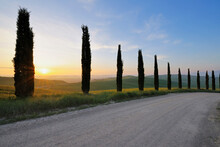 Empty Road With Cypress Trees At Sunrise, Monteroni D'Arbia, Siena, Tuscany, Italy