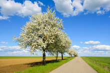 Country Road With Row Of Pear Trees In Spring, Spielbach, Baden-Wurttemberg, Germany