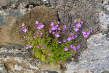 Pink Wild Flower Plant On Stone Wall On The Isle Of Skye In Scotland, United Kingdom