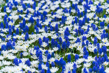 Blue Grape Hyacinth And White Daisy Flowers In Spring At The Keukenhof Gardens In Lisse, South Holland In The Netherlands