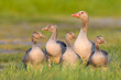 © Designpics - Female greylag goose (Anser anser) with her young offspring standing in a grassy field at Lake Neusiedl in Burgenland, Austria