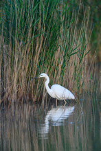 Great White Egret (Ardea Alba) Standing In Lake Next To Reeds At Lake Neusiedl In Burgenland, Austria