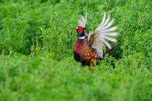 Ring-necked Pheasant (Phasianus Colchicus) Cock, Standing In Field Displaying Plumage In Spring In Burgenland, Austria