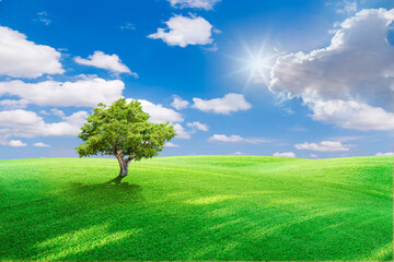 Wall Mural - green field and blue sky with light clouds,Image of green grass field and bright blue sky. Plain landscape background for summer poster. The best view for holiday.