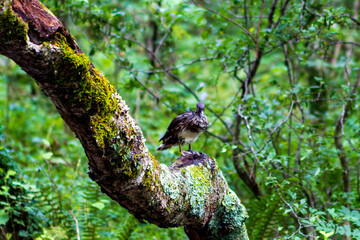 bird on a tree