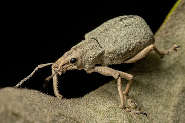 Poster - Adult Broad nosed Weevil