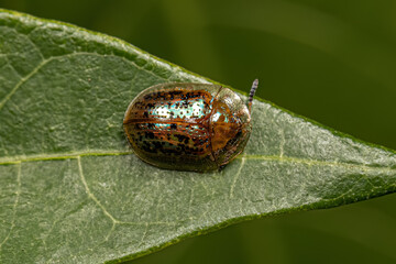 Poster - Adult Tortoise Beetle