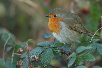 Wall Mural - a pretty robin, redbreast, erithacus rubecula, perching on a bramble bush.