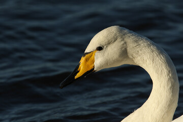 Poster - A head shot of a Whooper Swan, Cygnus cygnus, swimming on a lake on a cold winters day.	