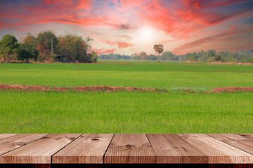 Wall Mural - perspective wooden board over rice field