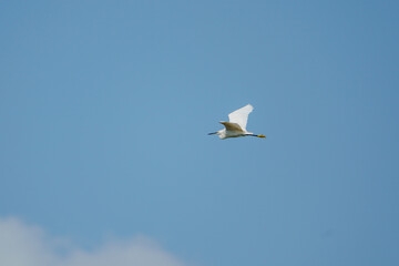 Wall Mural - Little Egret (Egretta garzetta) in Flight.