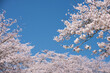 桜並木をバックに青空の下の桜の枝