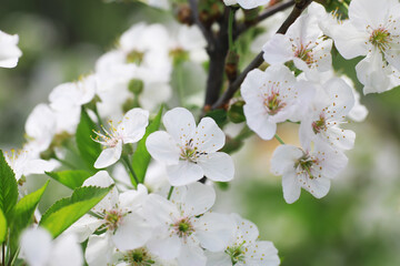 Wall Mural - White flowers on a green bush. Spring cherry apple blossom. The white rose is blooming.