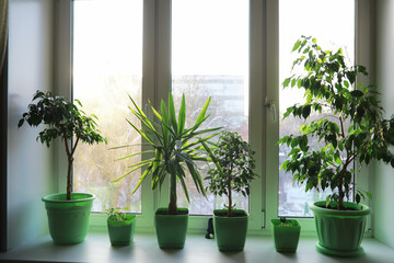 Indoor plants and flowers in pots by the window. Seedlings on the windowsill.