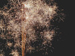 Leinwandbild Motiv Sparkly Firework