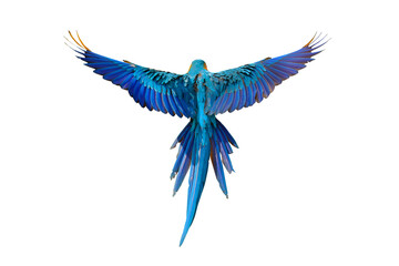 colorful flying parrot isolated on transparent background png file