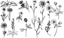 Flower Handdrawn Illustration