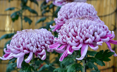 Wall Mural - Japanese Chrysanthemum flowers in autumn day