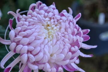 Wall Mural - Japanese Chrysanthemum flowers in autumn day