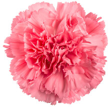 PNG Carnation Flower Pink Isolated