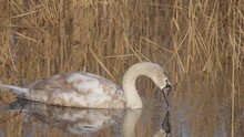Slow-motion Footage Of A Cute Young Swan Swimming And Hunting A Fish In The Lake