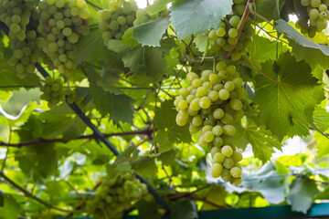 Juicy and tasty big bunches of ripe grapes on plantation bushes