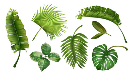 Realistic tropical plants, jungle leaf. Green monstera, palm and banana leaves, summer exotic spa decorative elements. 3d isolated botanical rainforest objects, Vector exact illustration