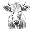 Cow portrait cow head vintage sketch hand drawn Vector illustration.