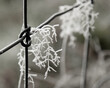 trawa zamarzniętą zimą na ogrodzeniu, ujęcie makro