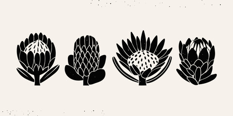 Wall Mural - various graphic protea flowers set. abstract black flowers with leaves and branch. hand drawn vector