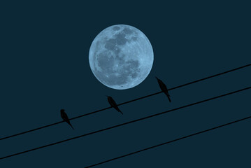 Wall Mural - full moon with birds silhouette on electric wire in the night.