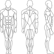 Human Body, Muscular System, Human Anatomy, Front View, Back View, Side View. Outline Black.